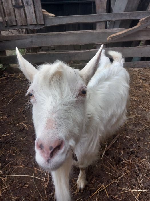Vând capră albă de Banat împerecheat cu sanin Elvețian  cu iadă