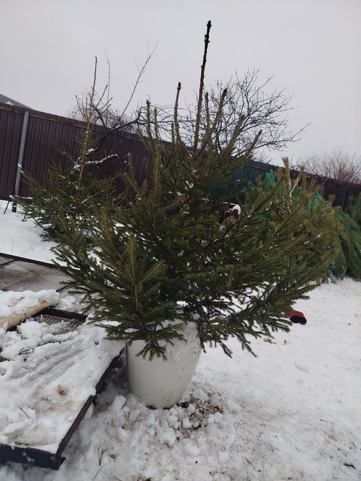 Ёлка и сосна розница от 5000