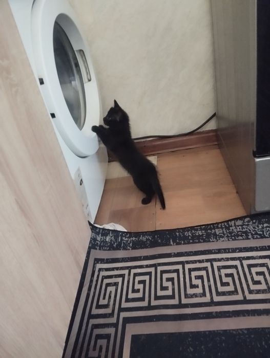 Отдам котёнка девочка