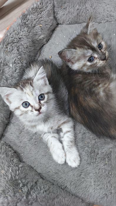 Отдам кошечек, 2 месяца, домашние