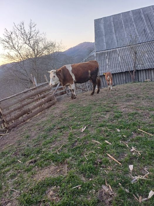 Vând vaca, com Rebrișoara