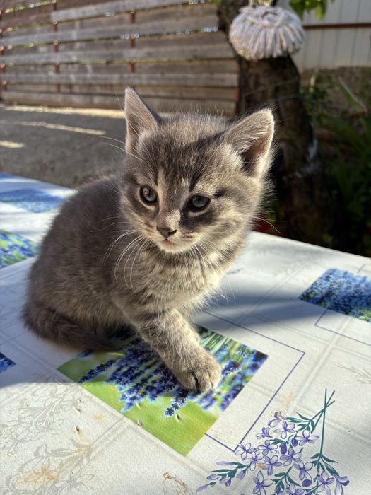 Pui de pisică gri deschis