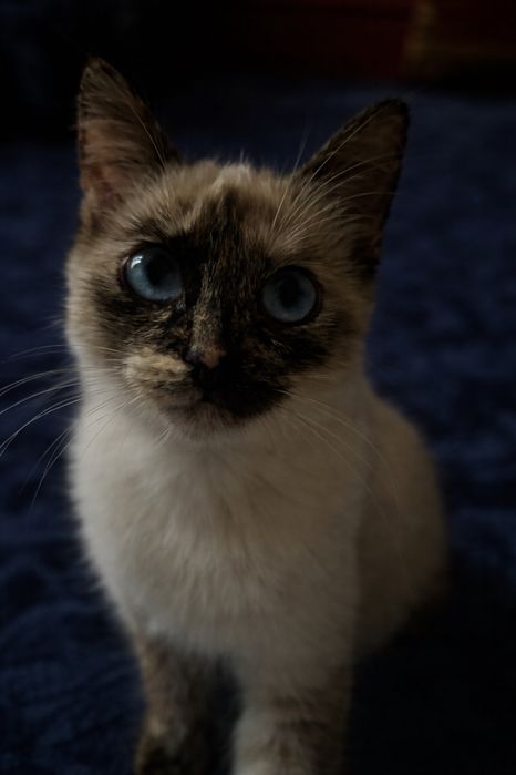 Котенок, девочка, отдам в добрые руки с приданным.