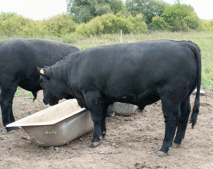 Taur Angus 14-16 luni