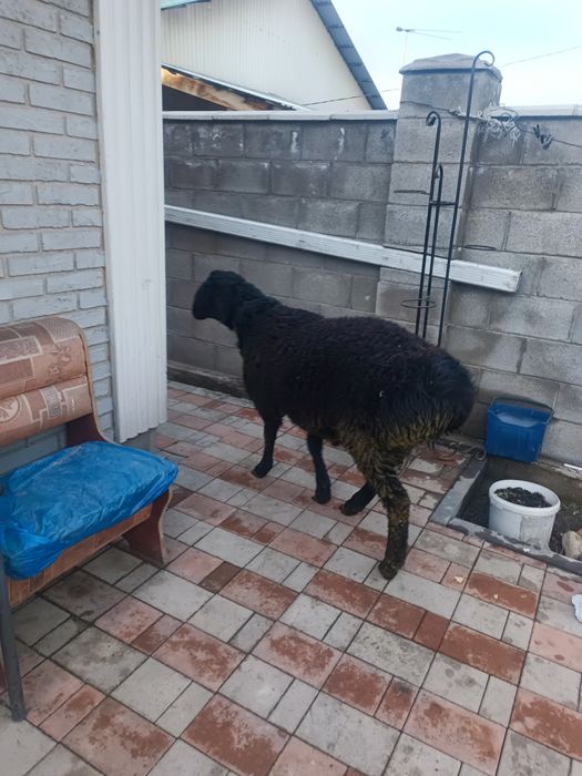 Продам кошкар гисар на племя