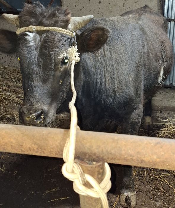 Швет новвослар 2та бир жойда сотилади соглом 100%