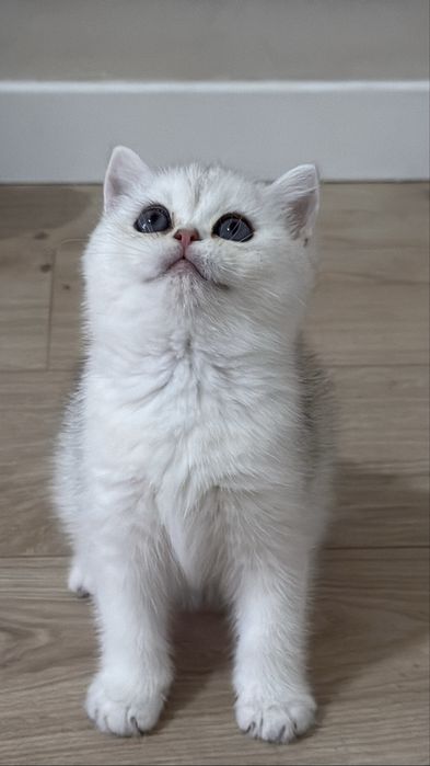 Продается Британская шиншилла