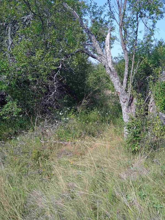 Продава се Парцел в с. Ялботина, Област София-област - 1000 кв.м за 15 €/кв.м - Снимка #12