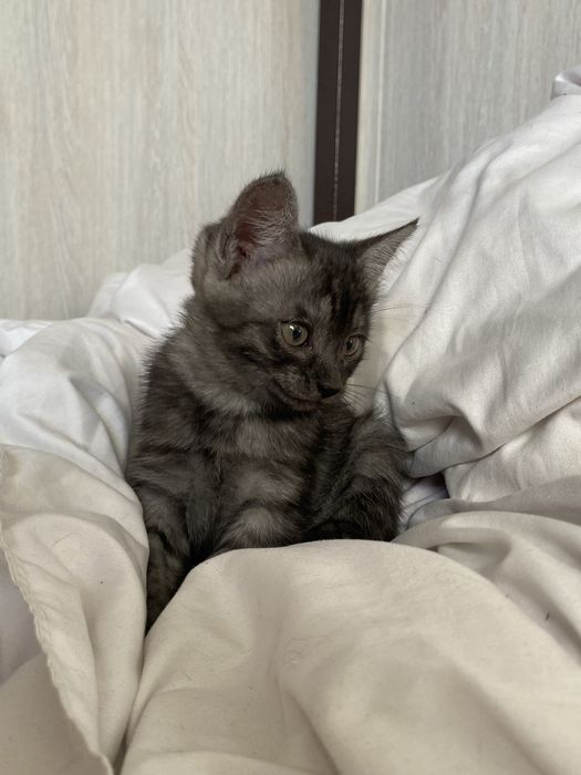 Котенок в добрые руки