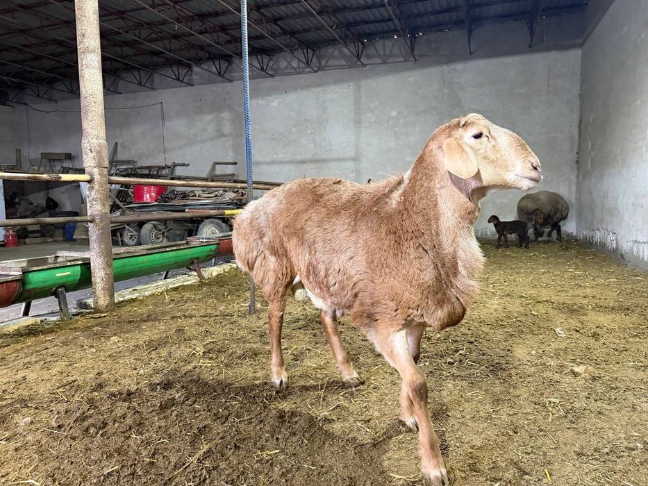 Арашан кучкор сотилади