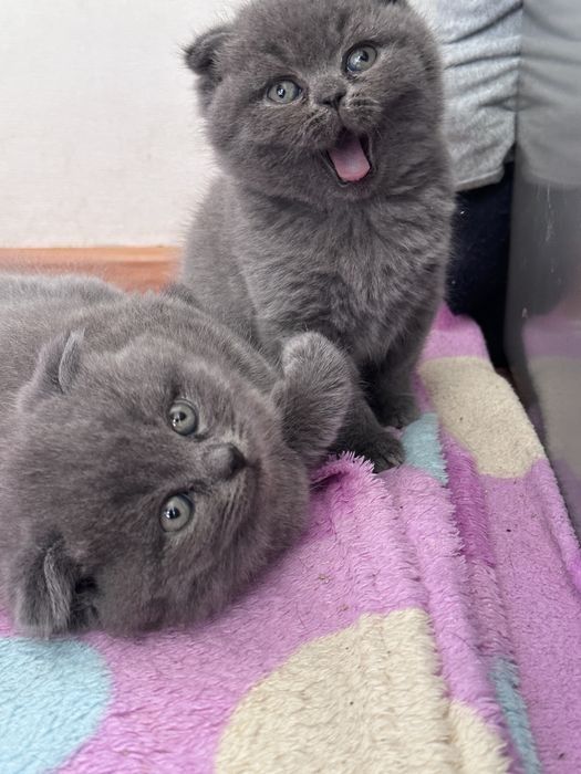 Вислоухие Шотландские котята