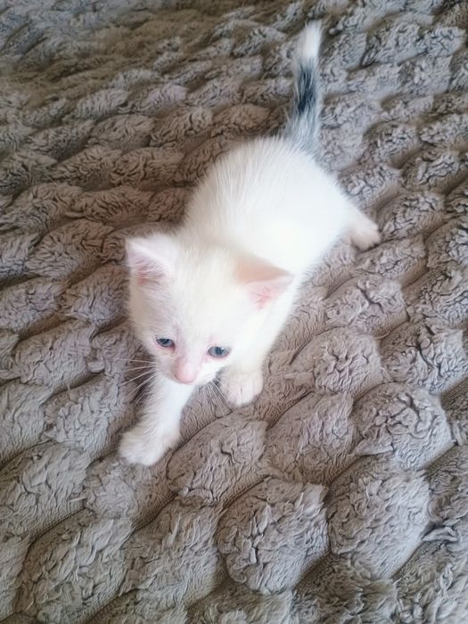 Отдам в добрые руки котенка
