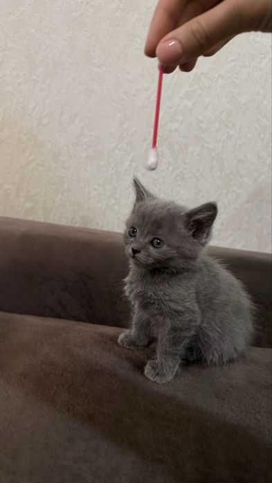 Котенок шотландка девочка