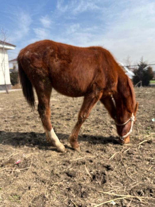 продам чтсто кровного аигыра ,