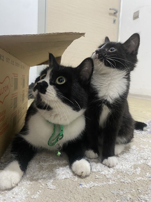 Вязка кота..ищем девушку)