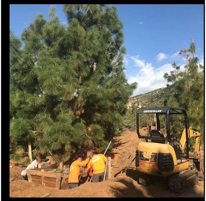 Пересадка деревьев Дарахт кучириш Ландшафт хизматлари