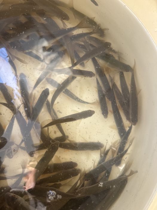 Продам живца. Чебак