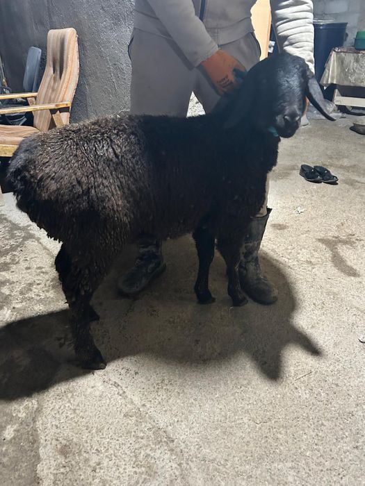 Құрбандықа қозы қойлар