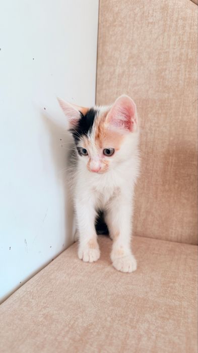 Отдам 3 котят в хорошие руки