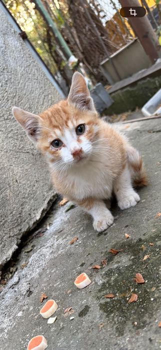 Adoptie motanel