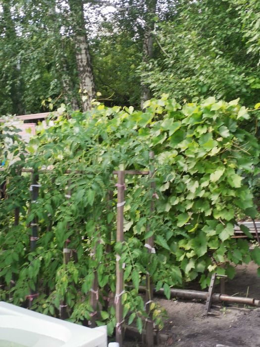 Продам дачу на Мирном