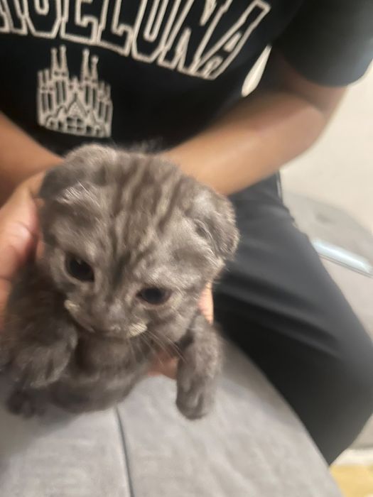 Шотландтық (Scottish Fold) марғаулар сатылады
