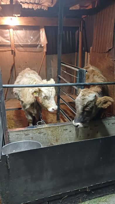 Продам бычков 7месячные