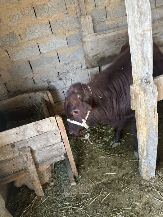 Байлаудағы бұқа сатылады