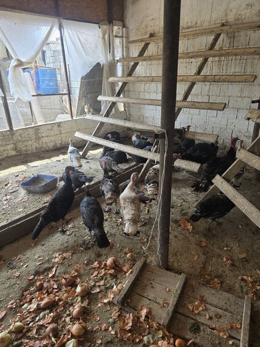 Индюк тер сатылады