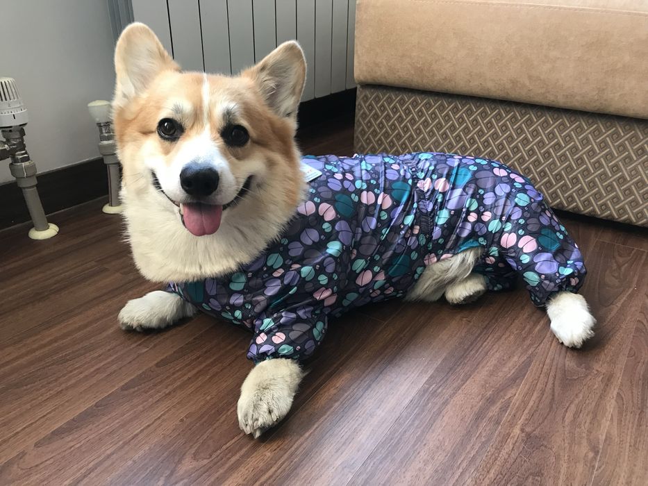 Дождевик для корги