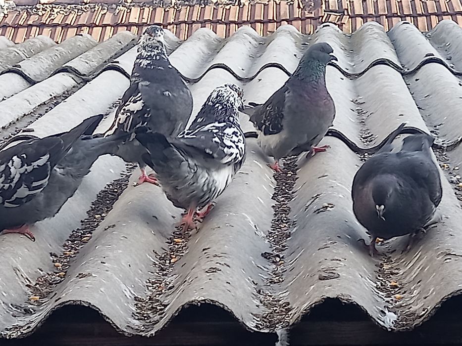 Vând 12 porumbei gainari stil vechi