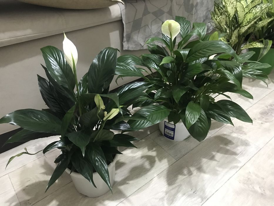 Комнатные цветы для чистого воздуха