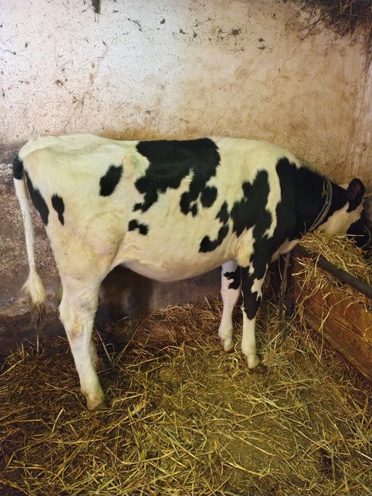 Junica de prăsilă.