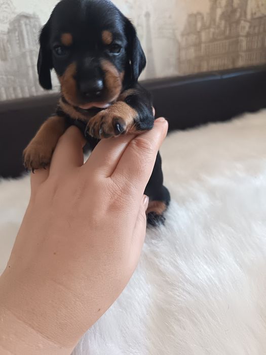 Щенок мраморной минитаксы