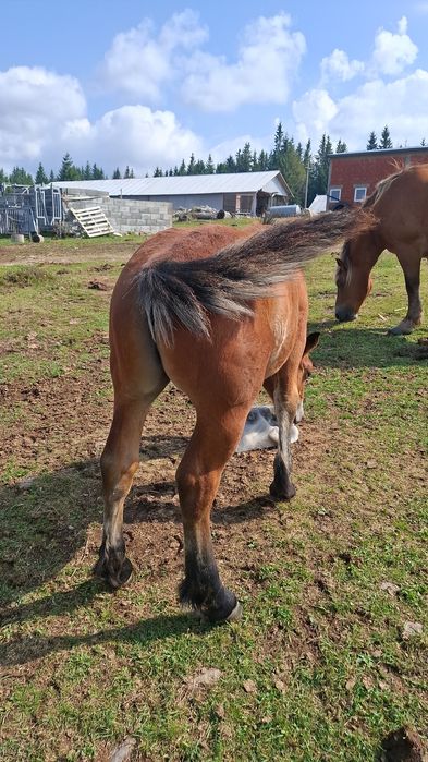 Vind minz din parinti foarte buni