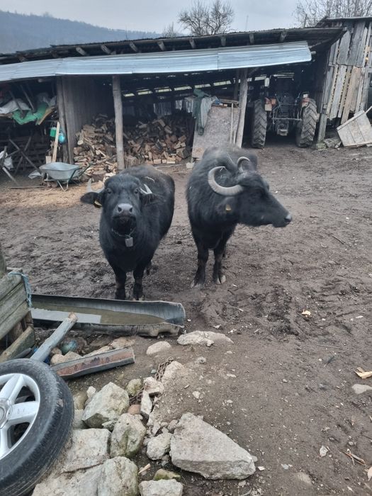 Vand 2 bivoli 11 si 5 ani