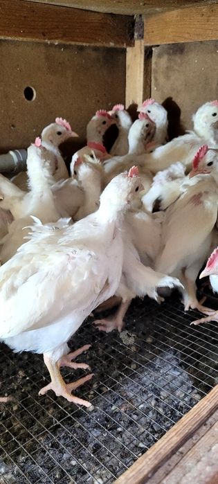 Леггорн стандарт қораздары сатылады