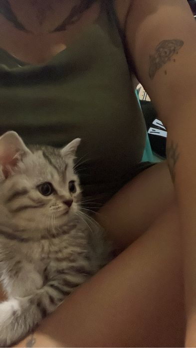 Котенок девочка британка