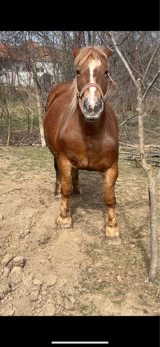 Vând mânză – 6 luni rasă grea (Ardenez)
