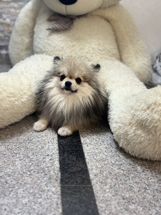 Pomeranian cu pedegree