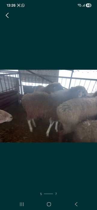 Продаю баранов на выбор