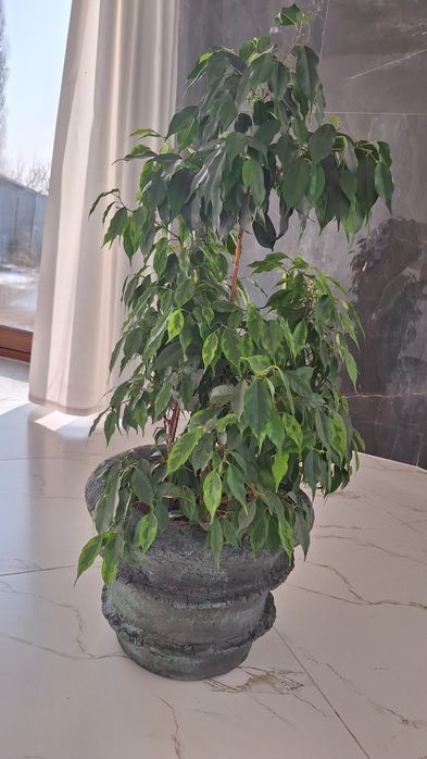 Бенжамен 2 вида в одном горшке