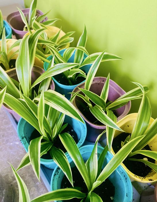 Хлорофитум комнатное растение