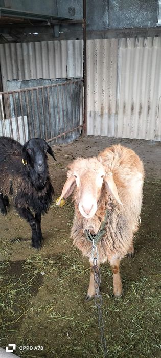 Продам два годовалых кошкара