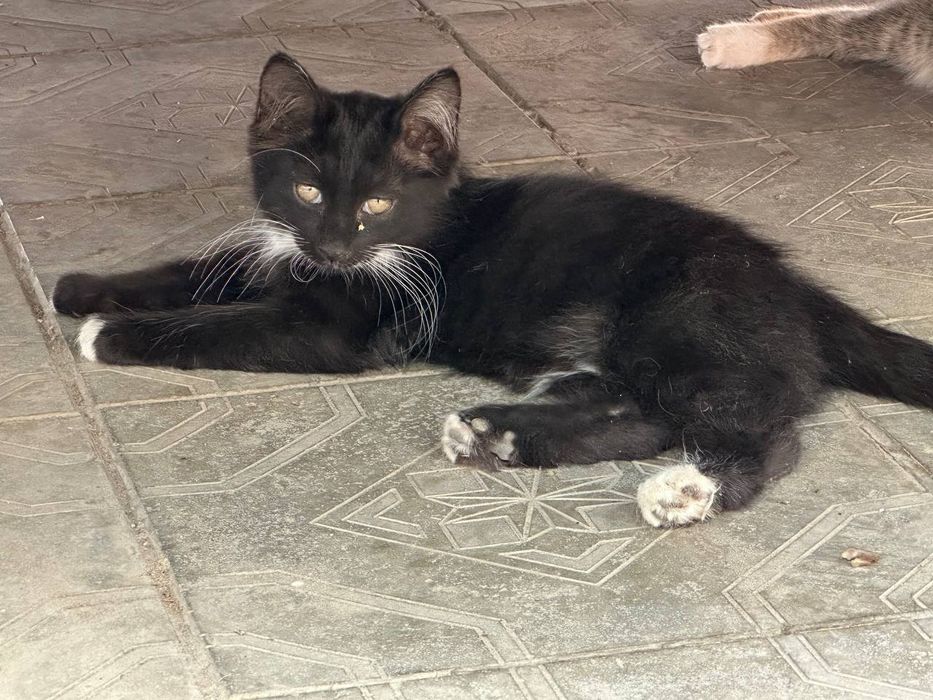 Отдам котят в добрые руки