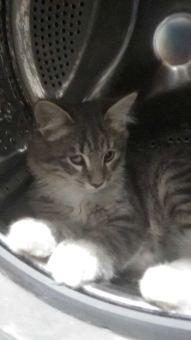 Кот Кеша на вязку