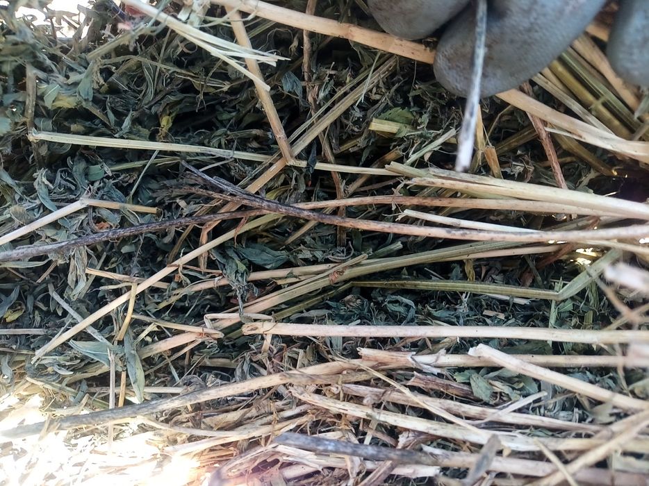 Baloți lucernă cosa 2-3  cu dimensiuni. 1,20/1,20 m