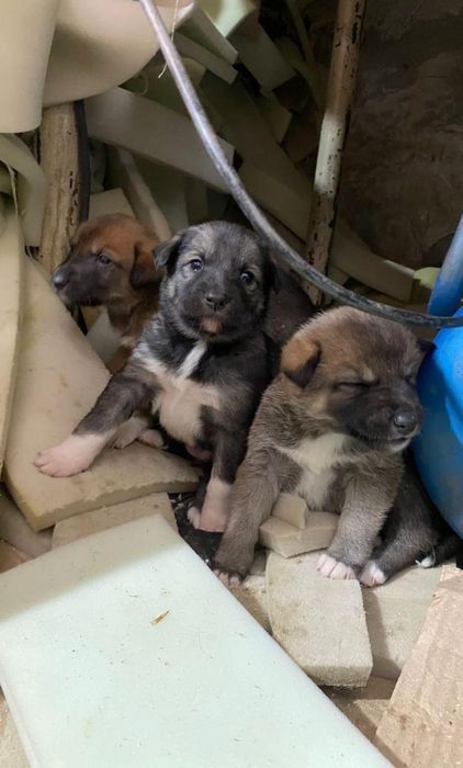 Щенки , бесплатно