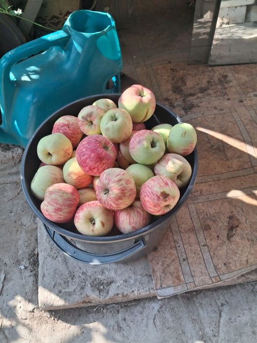Продам наливные яблоки «Апорт» — вкус детства!