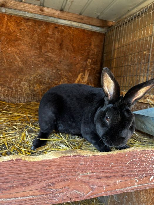 Vând iepuri Rex pitic